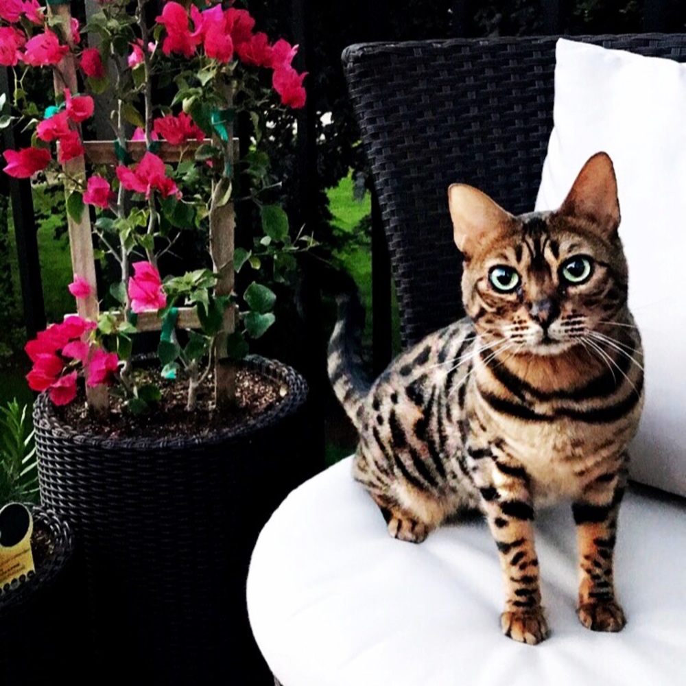 Hi, I’m Lola Love